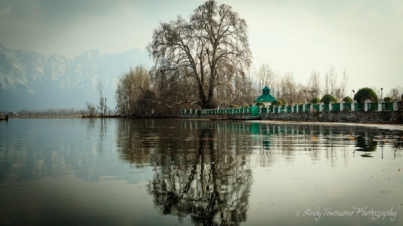 A tree at the edge of a green fence reflects into Dal Lake with snow-capped mountain in the distance.