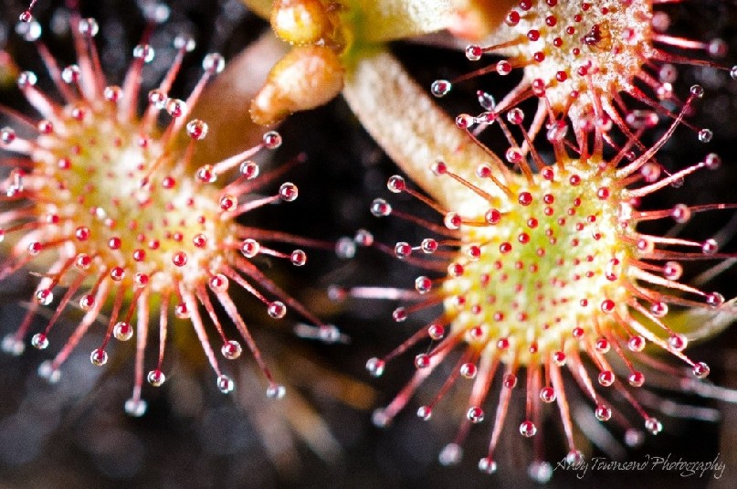 A close up of an alpine sundew (Drosera arcturi).