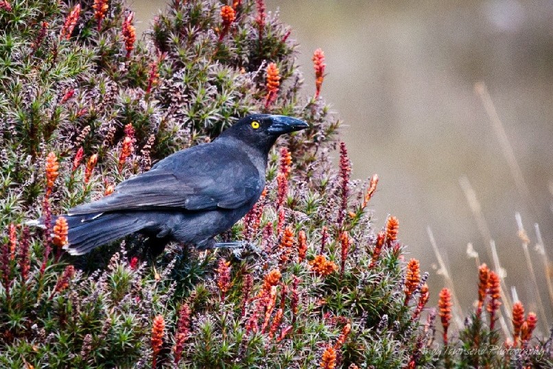 A Black Currawong (Strepera fuliginosa) rests on a flowering scoparia (Richea scoparia) plant.