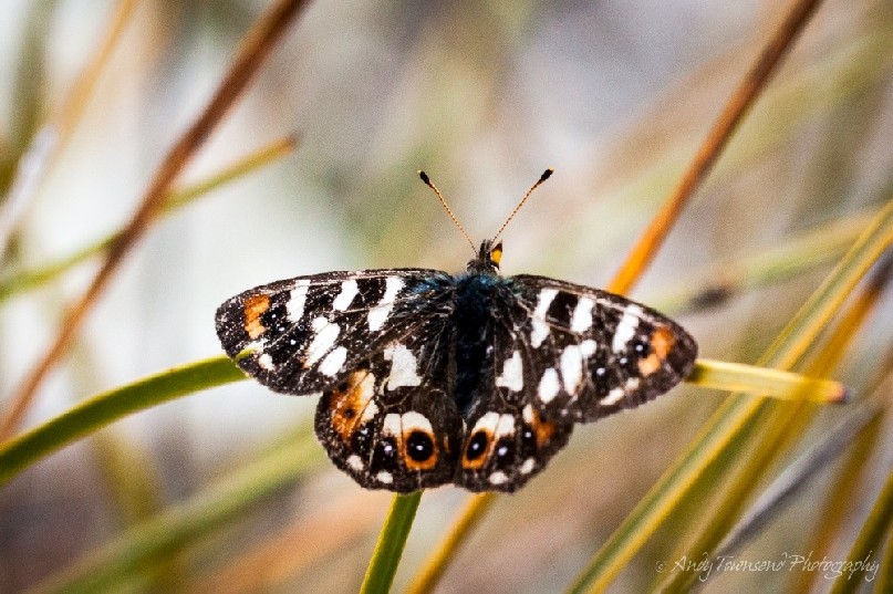 A lone butterfly rests delicately on buttongrass  in the swaying breeze.