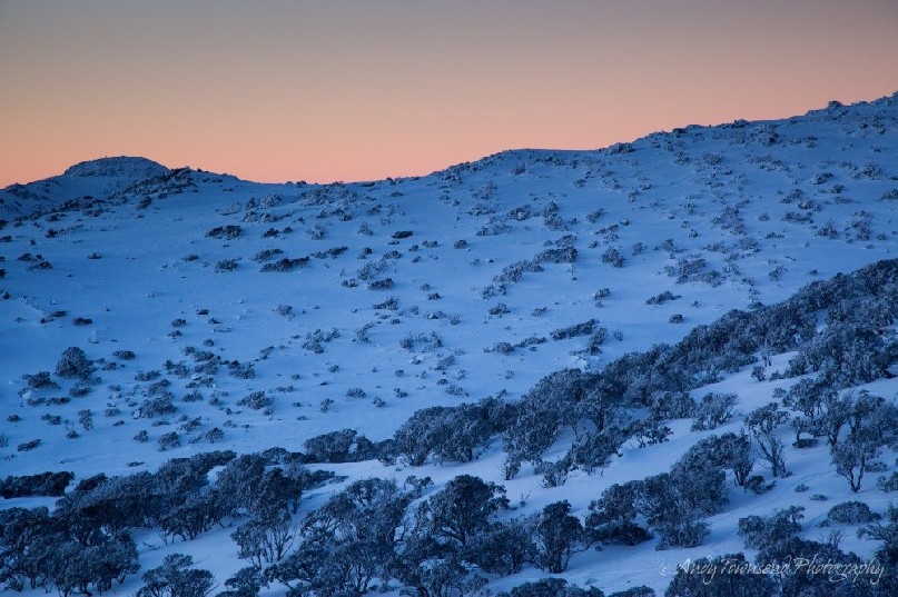 Ice-encrusted snow gums (Eucalyptus pauciflora) in the stillness of last light, Kosciuszko National Park, Australia