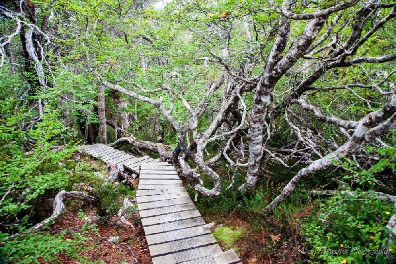 Boardwalk through the fagus (Nothofagus gunnii).