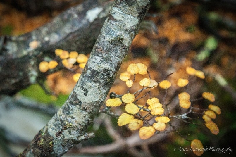 Close up of fagus (Nothofagus gunnii) leaves and branches.