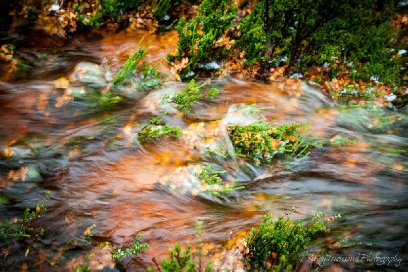 A closeup of fagus (Nothofagus gunnii) leaves in a stream.