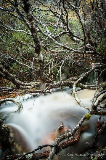 A stream of rushing water through the branches of deciduous beech (Nothofagus gunnii).