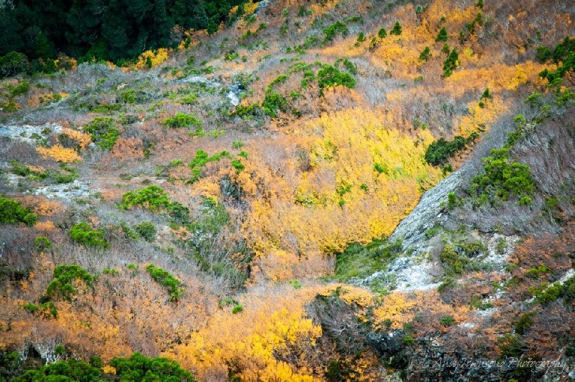 A carpet of fagus (Nothofagus gunnii) on the side of a gorge.
