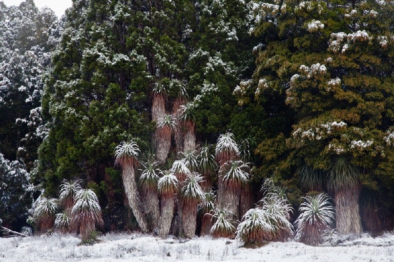 A group of pandani (Richea pandanifolia) plants dusted with snow are nestled in against King Billy (Athrotaxis selaginoides) pines.