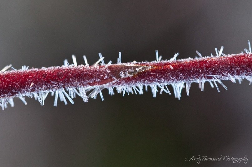 A clear, cool night provides perfect conditions for the growth of these tiny tubular ice crystals.