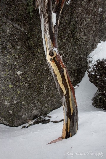 A lone snow gum (Eucalyptus pauciflora) in a rock gully near Spencers Creek, Kosciuszko National Park, Australia.