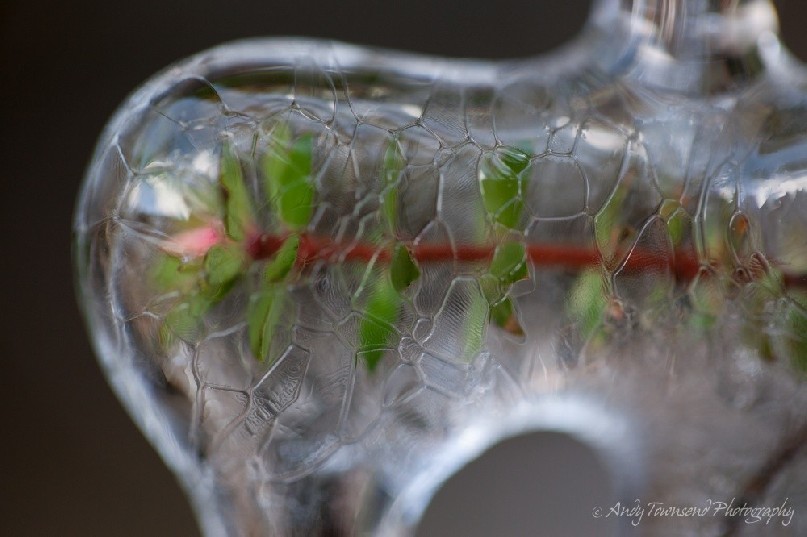 A close up of a boronia (Boronia gunnii) stem encased in ice.