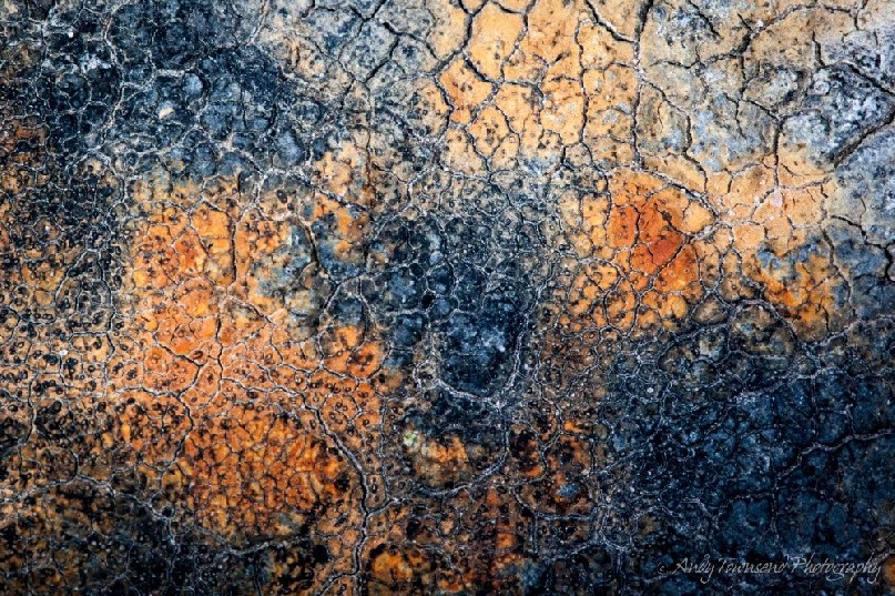 A close up of orange and black lichen on a rock surface.