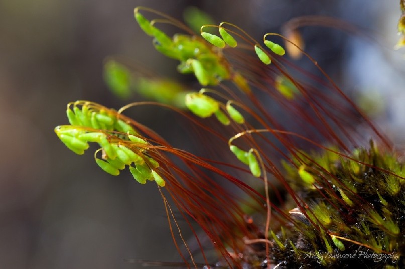 Small seed heads protrude from moss.