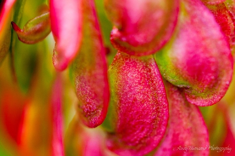 A closeup of mountain rocket (Bellendena montana) seeds.