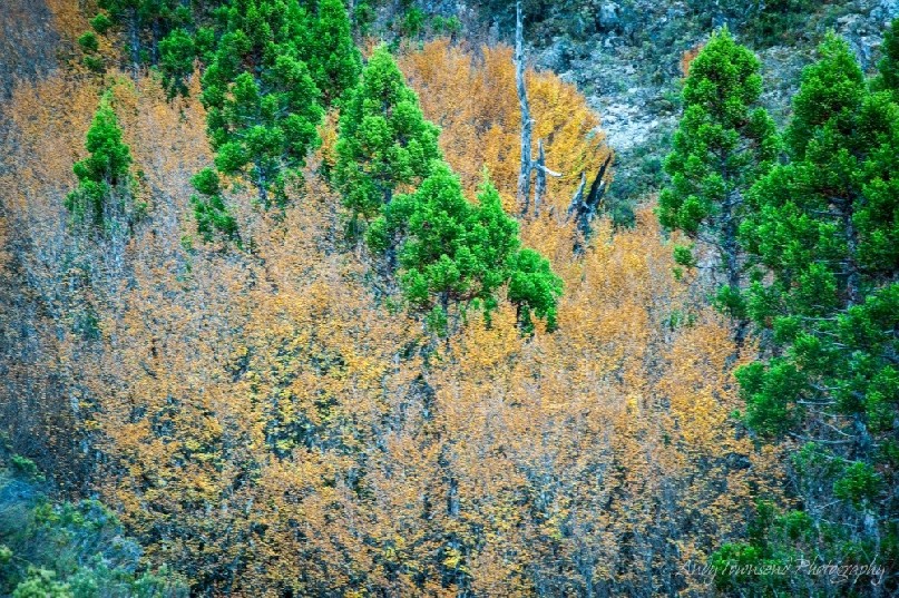 A small grove of pencil pine (Athrotaxis cupressoides) amongst fagus (Nothofagus gunnii).