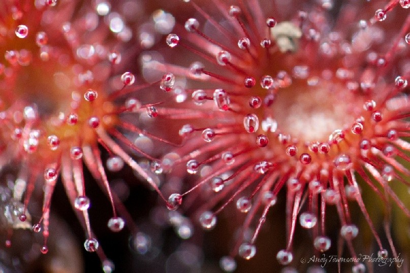A close up of an alpine sundew (Drosera arcturi).