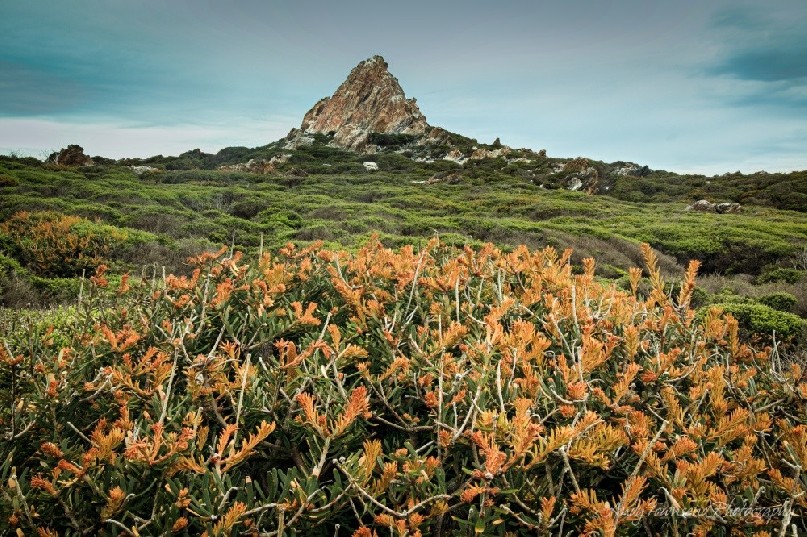 New growth on this wind-pruned banksia (Banksia marginata) with the craggy Tarkine coast beyond.