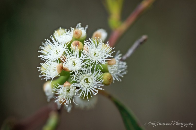 Eucalyptus flowers in blossum along the Tarkine coast.