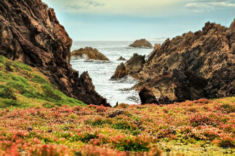 A carpet of native pig-face (Carpobrotus rossii) adorns the foreground with the craggy coastal rocks of the Tarkine coast behind.