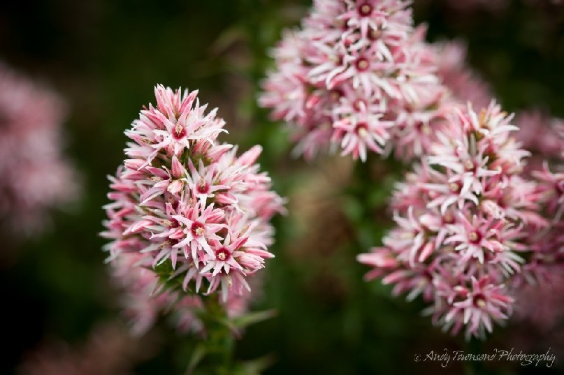 A profusion of pink swamp-heath (Sprengelia incarnata) on the Tarkine coast.