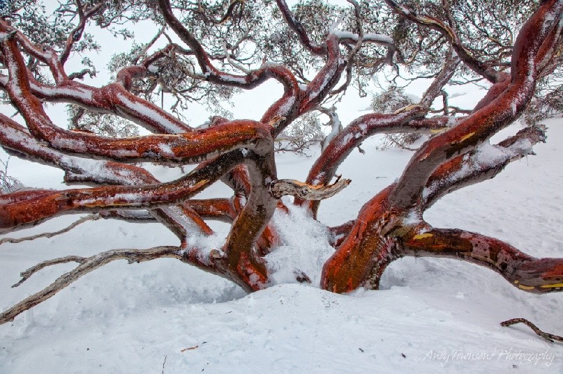 The curving branches of this snow gum  (Eucalyptus pauciflora) remind me of an octopus, Kosciuszko National Park, Australia.