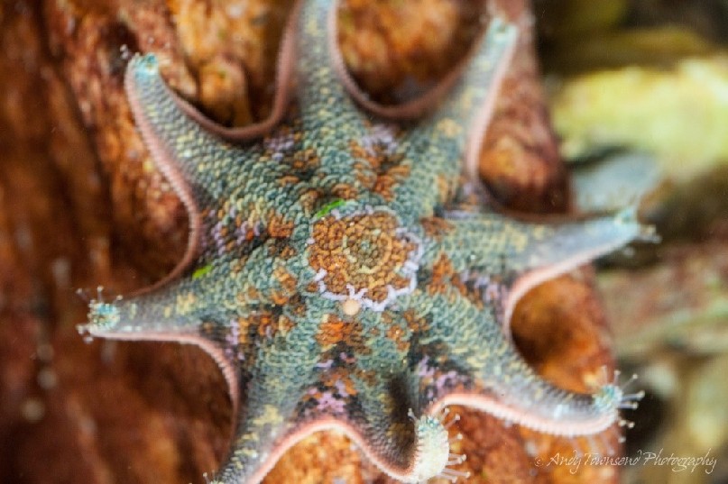 Sea star closeup in a Tarkine coast rockpool.