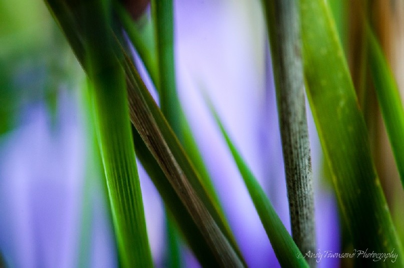 Looking through an Iris (Patersonia fragilis) near the tarkine coast.
