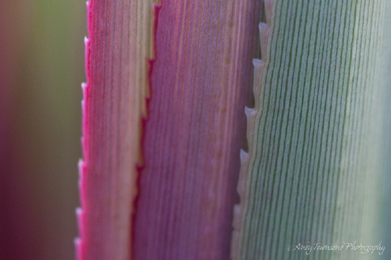 Light shining through the leaves of a Pandani (Richea pandanifolia)