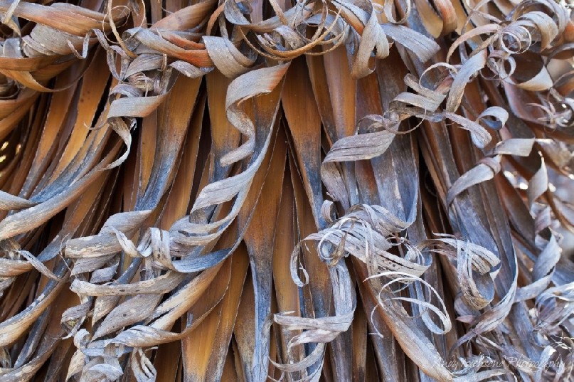 Curled Pandani (Richea pandanifolia) leaves.