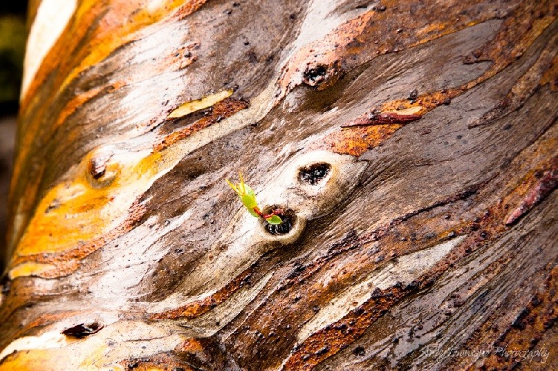 Recent rain highlights the metalic colours of this snow gum (Eucalyptus pauciflora) bark.