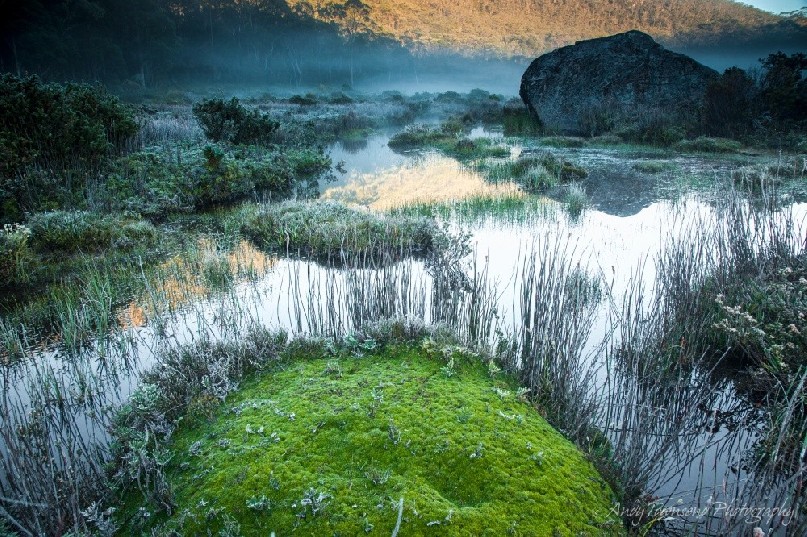 A cushion plant on the edge of a small mist-covered tarn.