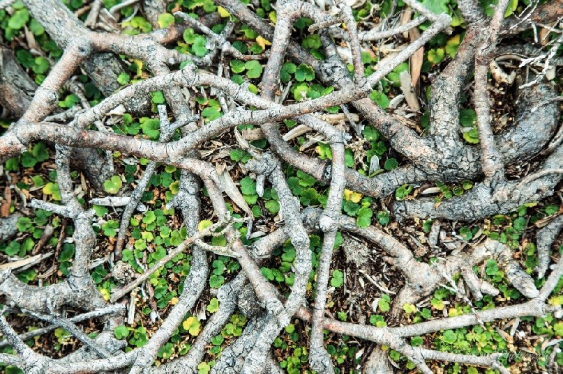 A closeup tangle of twisted banksia (banksia marginata) roots.
