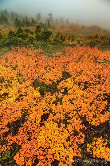 Fagus (Nothofagus gunnii) and mist near Cradle Mountain.