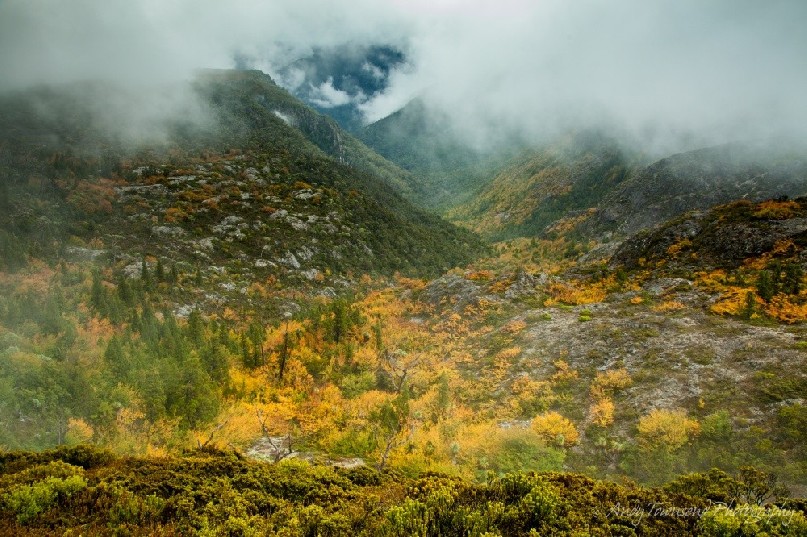 Walking towards Waterfall valley hut on the overland track the clouds parted briefly to reveal fagus (Nothofagus gunnii) and the view down the Fury gorge.