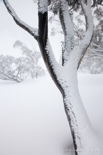 An overnight snowfall coats this snow gum (Eucalyptus pauciflora), Kosciuszko National Park, Australia.