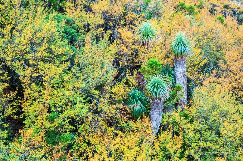 Pandanis (Richea pandanifolia) nestled into a thick band of tanglefoot or deciduous beech (Nothofagus gunnii) on the side of Cradle Mountain.