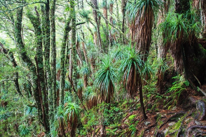 Old temperate rainforest on the side of Dove lake with a mix of myrtle beech (Lophozonia cunninghamii), pandani (Richea pandanifolia) and vivid mosses.