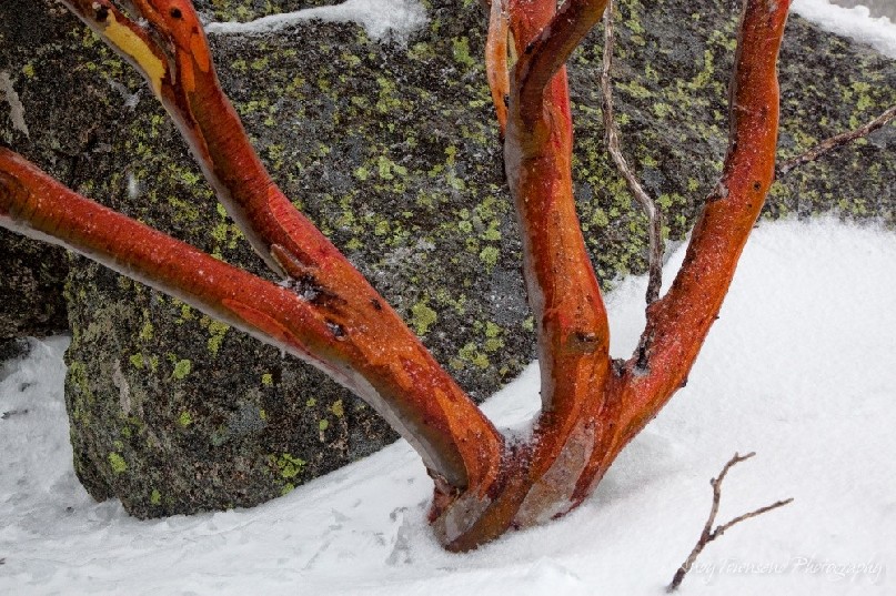 A young snow gum (Eucalyptus pauciflora) with bright red branches, Kosciuszko National Park, Australia.