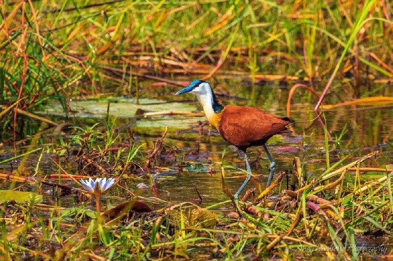 African jacana (Actophilornis africanus) wading.