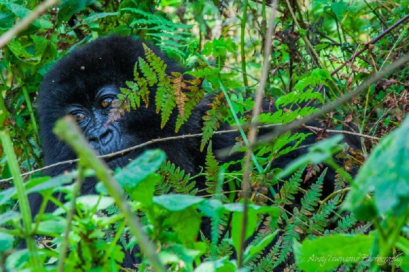 A baby mountain gorilla (Gorilla beringei beringei)staring into the forest.