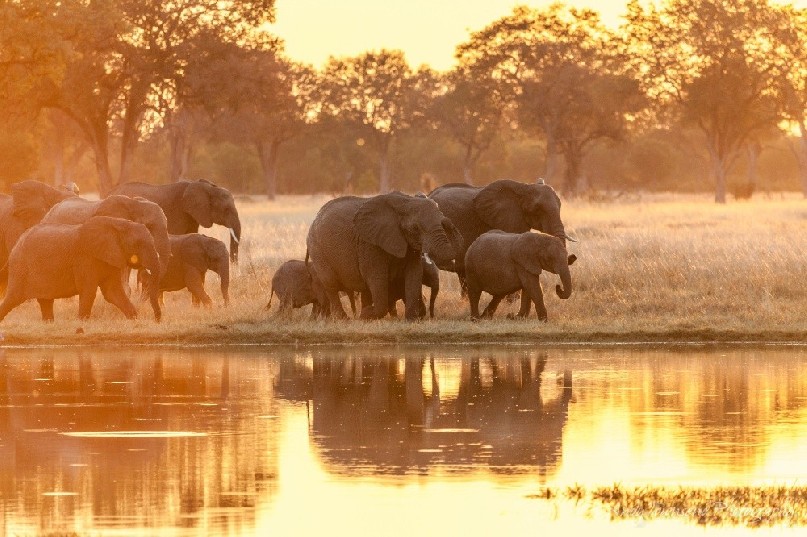 A family of African bush elephants (Loxodonta africana) enthusiastically visit a large waterhole.