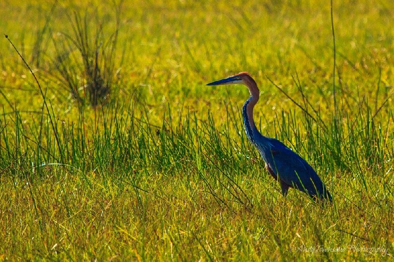 Goliath heron (Ardea goliath) in swamp grass.