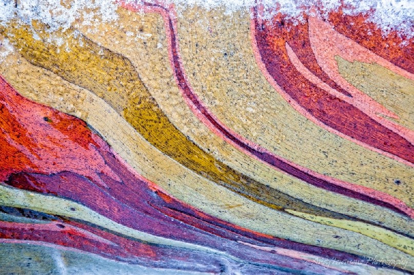 A closeup of a snow gum (Eucalyptus pauciflora) branch with beautiful patterns.
