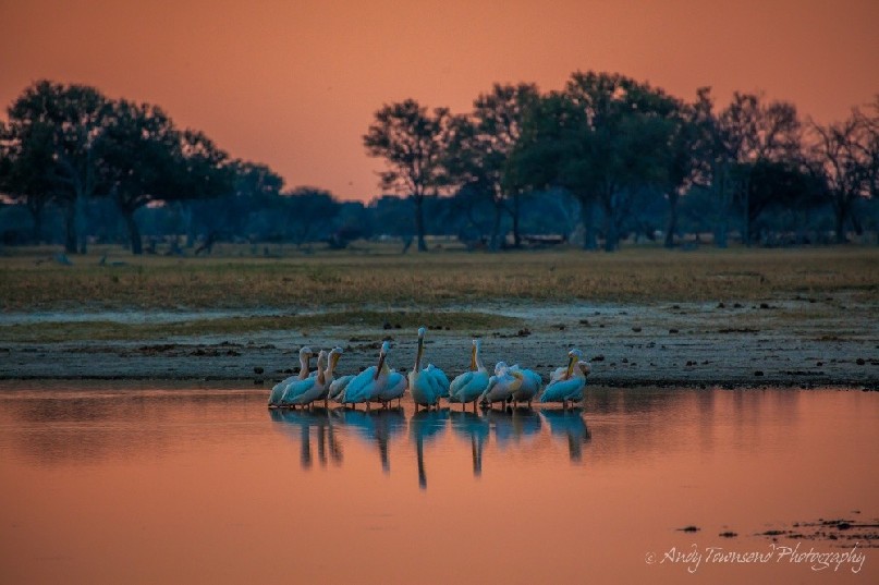 Great white pelicans (Pelecanus onocrotalus) preening at sunset