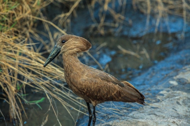 Hamerkop (Scopus umbretta)