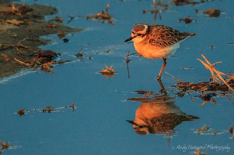 Kittlitz's plover (Charadrius pecuarius) reflection at last light.