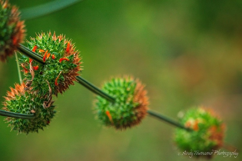 Klip dagga or Lion's ear in the Okavango Delta just after flowering.