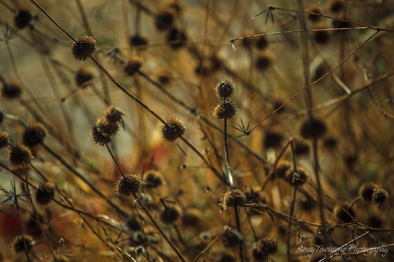 Drying Klip dagga or Lion's ear in the Okavango Delta.