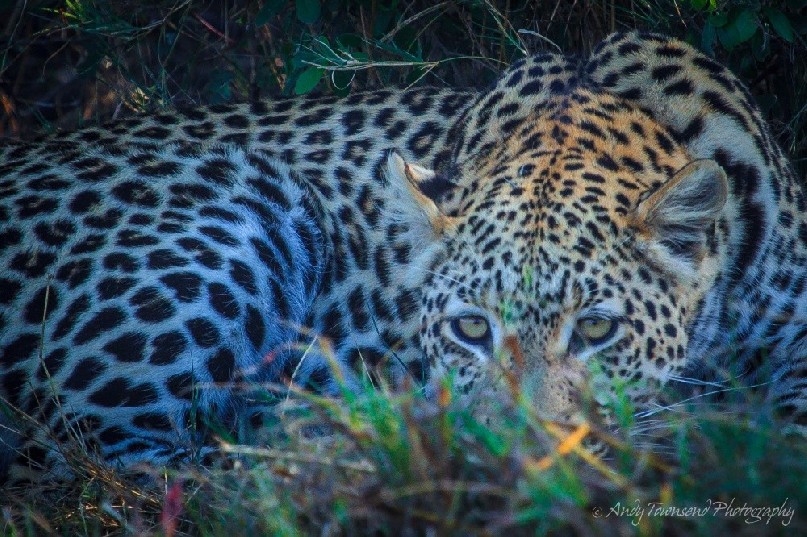 A leopard (Panthera pardus) rests in the shade.
