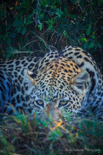 A leopard (Panthera pardus) rests in the shade.