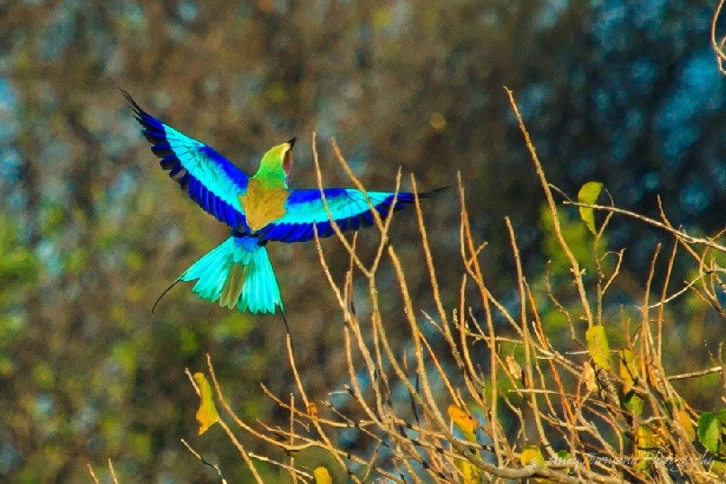 Lilac-breasted roller (Coracias caudatus) in flight.